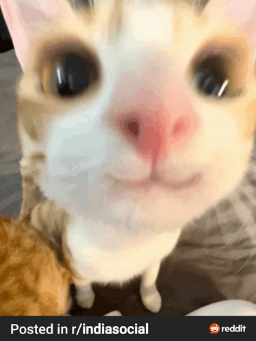 a close up of a cat 's face is posted on r / indiasocial