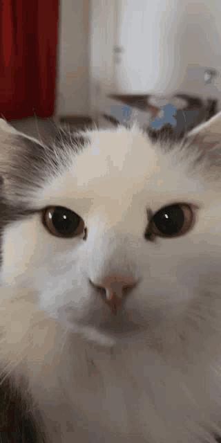 a close up of a cat 's face with a red curtain behind it