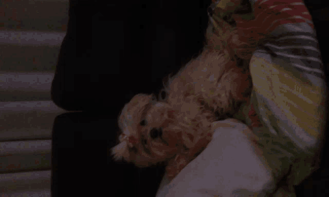 a small white dog is laying on a couch