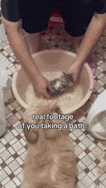 a dog is looking at a person washing a kitten in a bowl of water