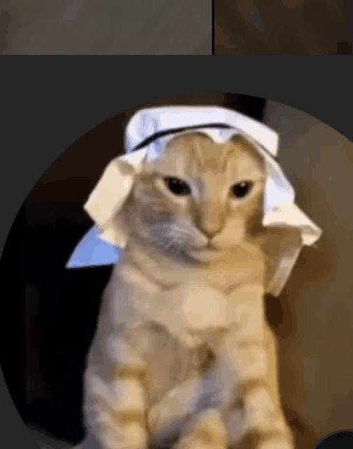 a cat wearing a white hat with a black band around its neck