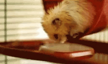 a hamster is drinking water from a bowl in a cage .