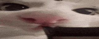 a close up of a cat 's face with lipstick on it 's nose .