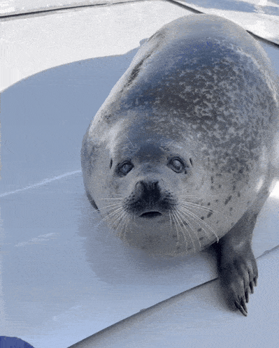 a seal with blue eyes is sitting on a boat