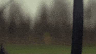 a blurred image of a forest with trees and grass