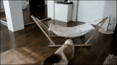 a dog is standing in front of a hammock in a living room
