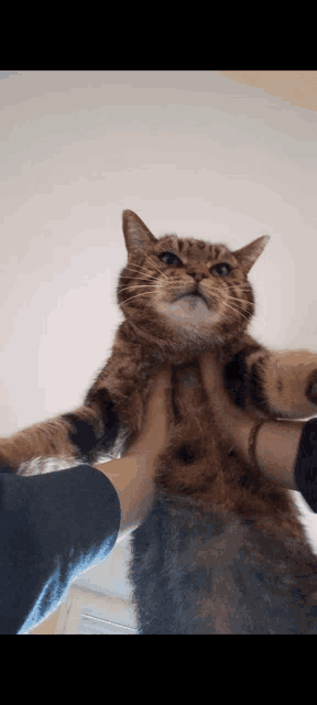a person is holding a cat in their hands and the cat is looking up at the camera