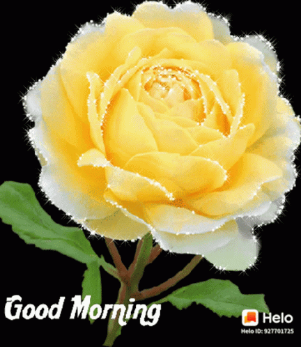 Good Morning गुलाब GIF