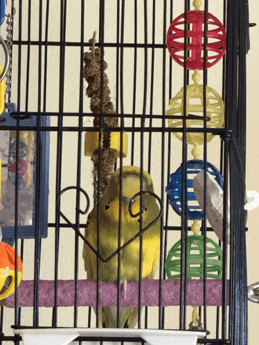 a bird in a cage with a purple perch and colorful toys