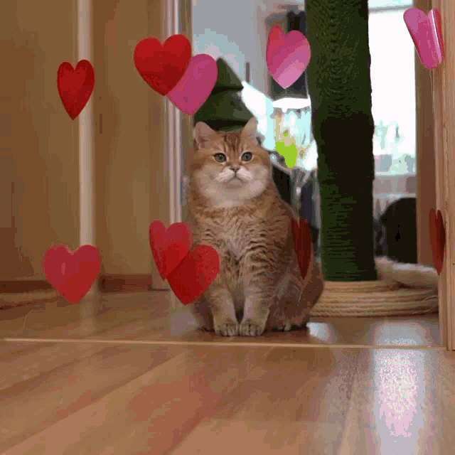 Cat Hearts GIF - Cat Hearts GIFs