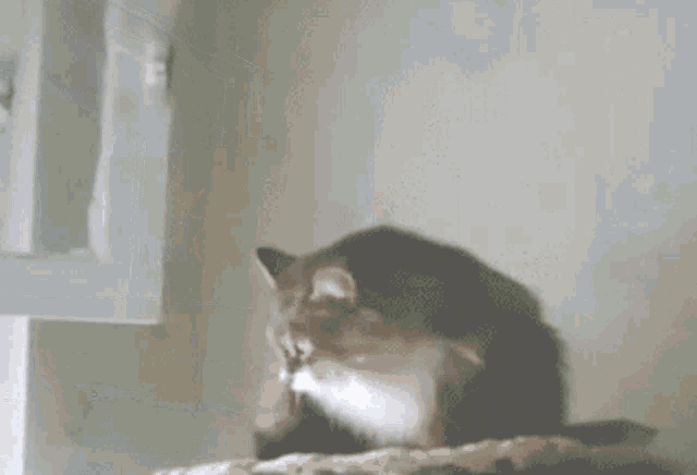 a black and white cat is laying on a staircase