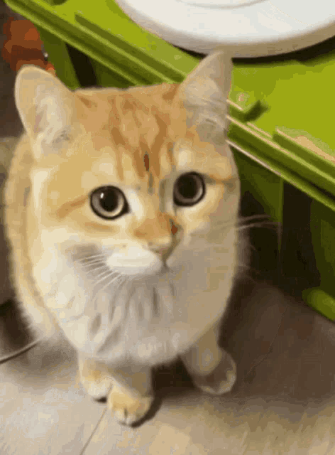 Glitchy Cat GIF - Glitchy Cat GIFs