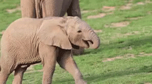 Eye Itch GIF - Elephant Baby Elephant Play GIFs