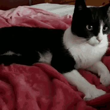 a black and white cat is laying on a red blanket on a bed .