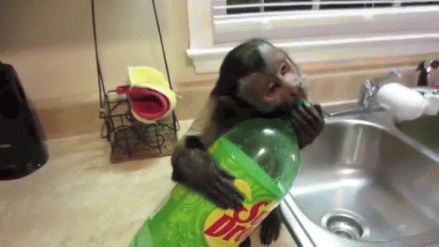 Monkey Chugs Drink! GIF - Animals Monkey Funny GIFs