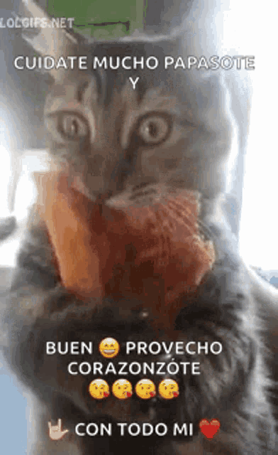 a cat is holding a piece of meat in its paws and eating it .