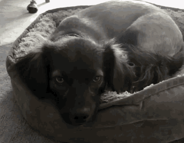 a black dog is laying in a dog bed looking at the camera