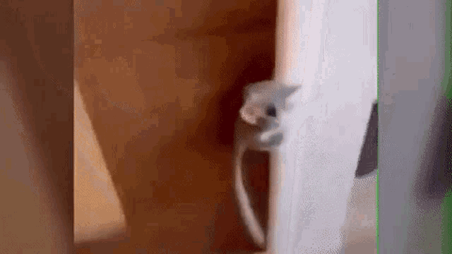 a cat is peeking out of a door in a room .