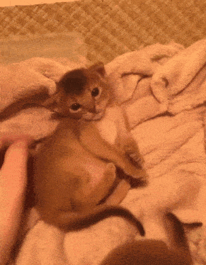 a small kitten is laying on a blanket with a person holding it