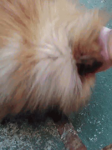 a close up of a dog 's face with a blurred background