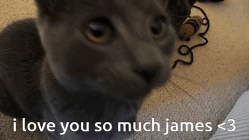 I Love You So Much James Cat GIF - I Love You So Much James Cat GIFs