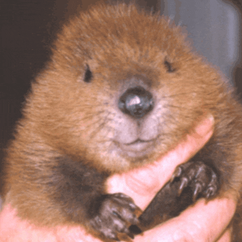 a close up of a person holding a beaver