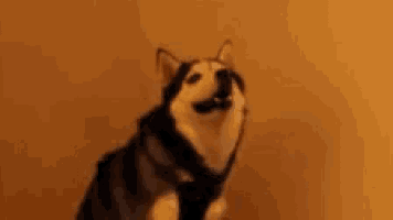 a husky dog is smiling and looking at the camera with the word wat written in white letters .