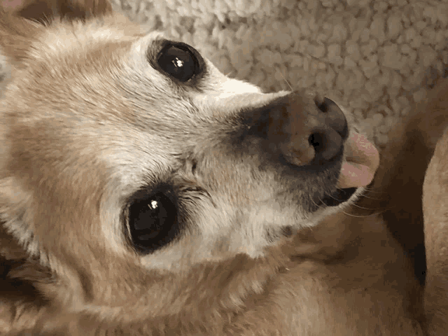a close up of a dog 's face with its tongue sticking out