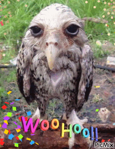 Woohoo Wet Owl GIF - Woohoo Wet Owl Yippee GIFs