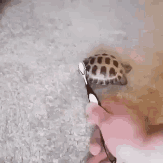 a person is brushing a small turtle 's teeth with a toothbrush on a carpet .