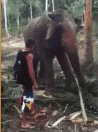 a man standing next to an elephant with a backpack