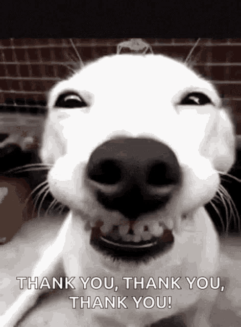 Thankyou Doggo GIF - Thankyou Doggo Happy GIFs