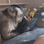 a monkey is sitting on a couch looking at a phone .