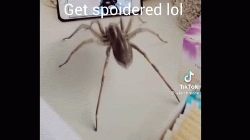 Get Soidered Lol GIF - Get Soidered Lol GIFs