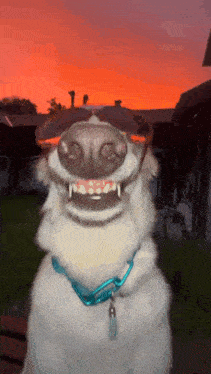 a white dog wearing sunglasses and a blue collar looks at the camera with a sunset in the background