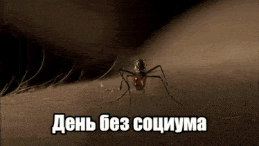 a close up of a mosquito on a person 's arm with the words день без социума written below it
