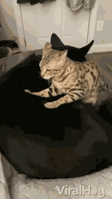 a cat laying on top of a black cat with the words viralhog written on the bottom