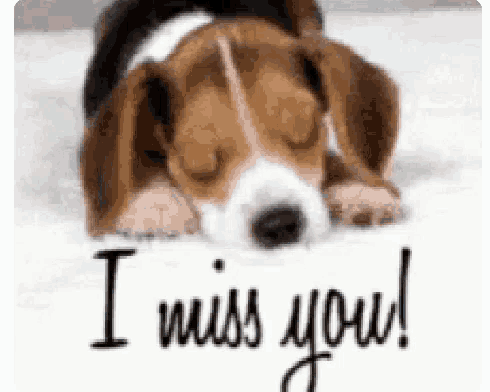 Miss You Cute GIF - Miss You Cute Dog GIFs