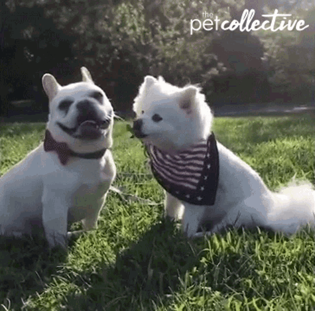 a french bulldog and a pomeranian are sitting in the grass with the petcollective written in the background