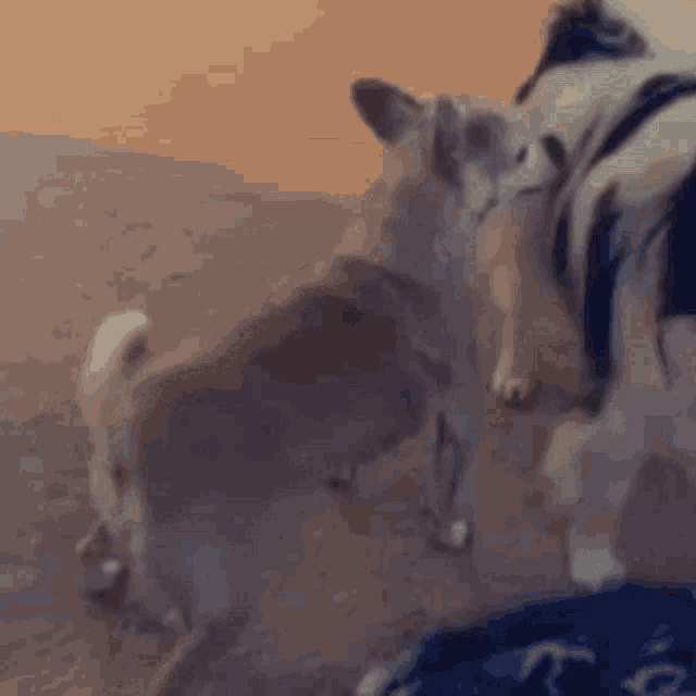 a couple of dogs are standing next to each other on a carpet .