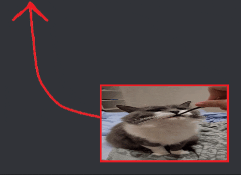 a picture of a cat with a red arrow pointing up at it