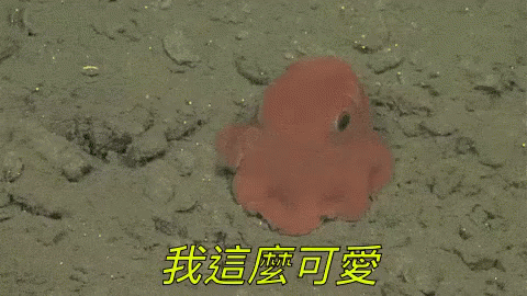 你忍心 可愛 我這麼 章魚 無辜 GIF - Im So Cute How Could You Octopus GIFs