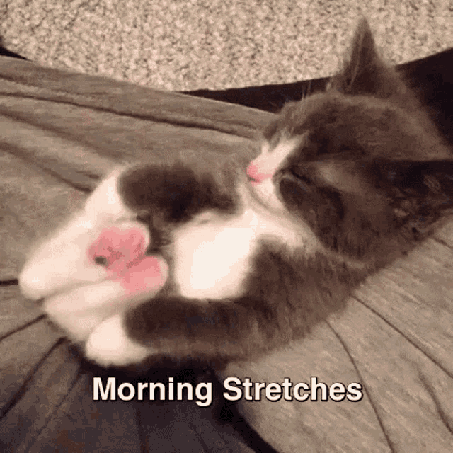 Gatos Stretch GIF - Gatos Stretch GIFs