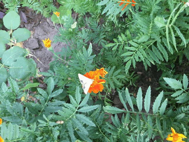 a butterfly is sitting on a flower in the middle of a field