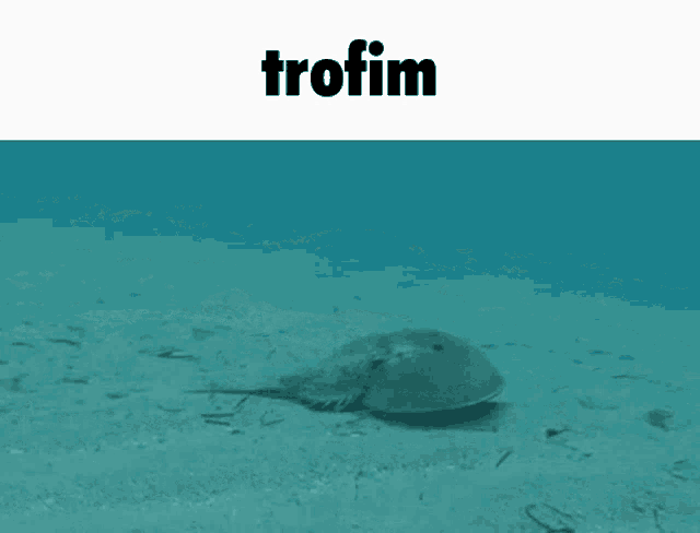 Trofim Horseshoe GIF - Trofim Horseshoe Crab GIFs
