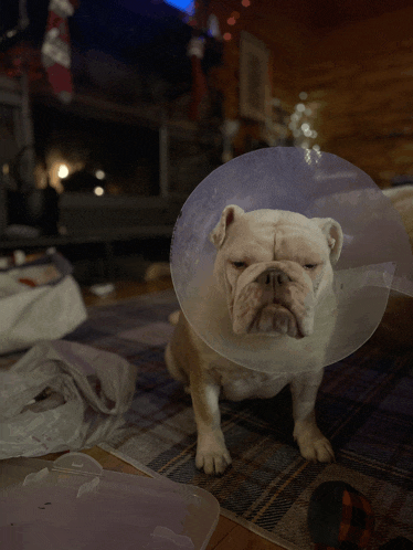 a bulldog wearing a plastic cone around its head