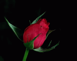 Flower Rose GIF - Flower Rose Bloom GIFs