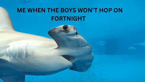 a picture of a shark with a caption that says me when the boys won 't hop on fortnight