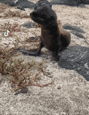 a seal puppy is sitting on a rocky beach with a tik tok watermark