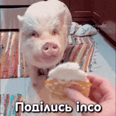 a pig standing next to a person holding a donut with the word inco written below it
